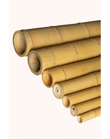 Big Natural Bamboo 295cm