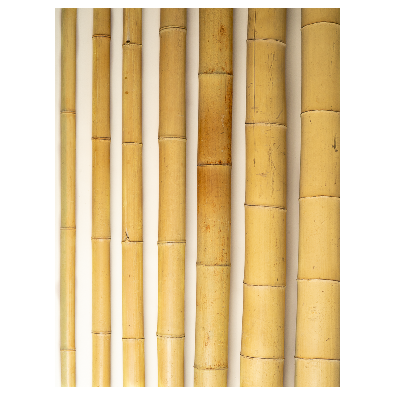 Big Natural Bamboo 295cm