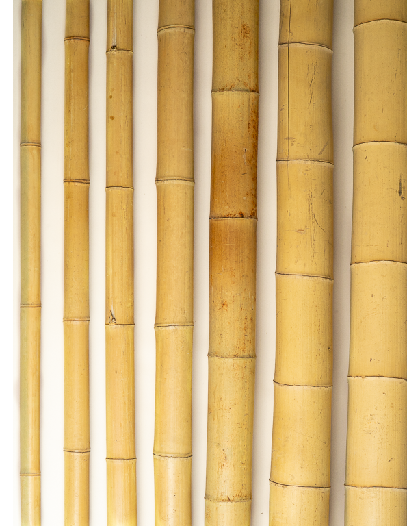 Big Natural Bamboo 295cm