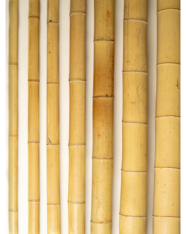 Big Natural Bamboo 295cm