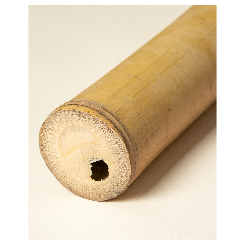 Big Natural Bamboo 295cm