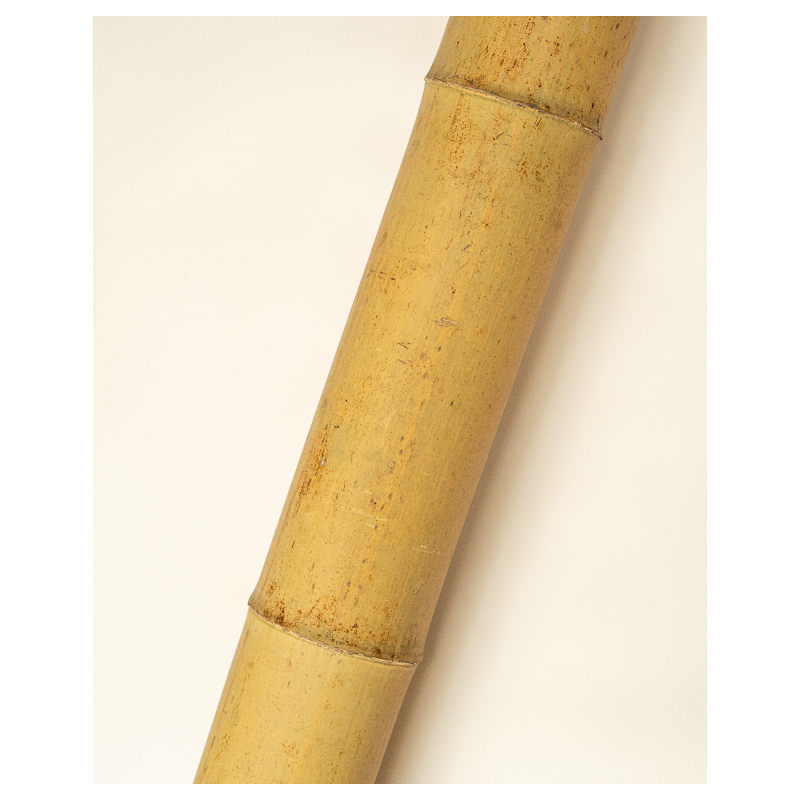 Big Natural Bamboo 295cm