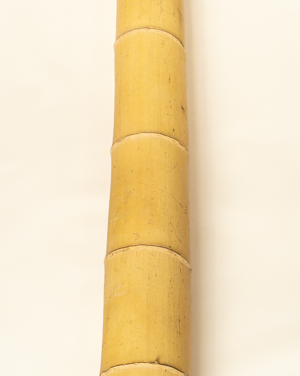 Big Natural Bamboo 295cm