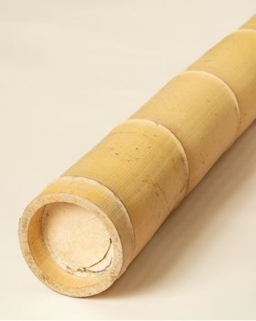 Big Natural Bamboo 590cm