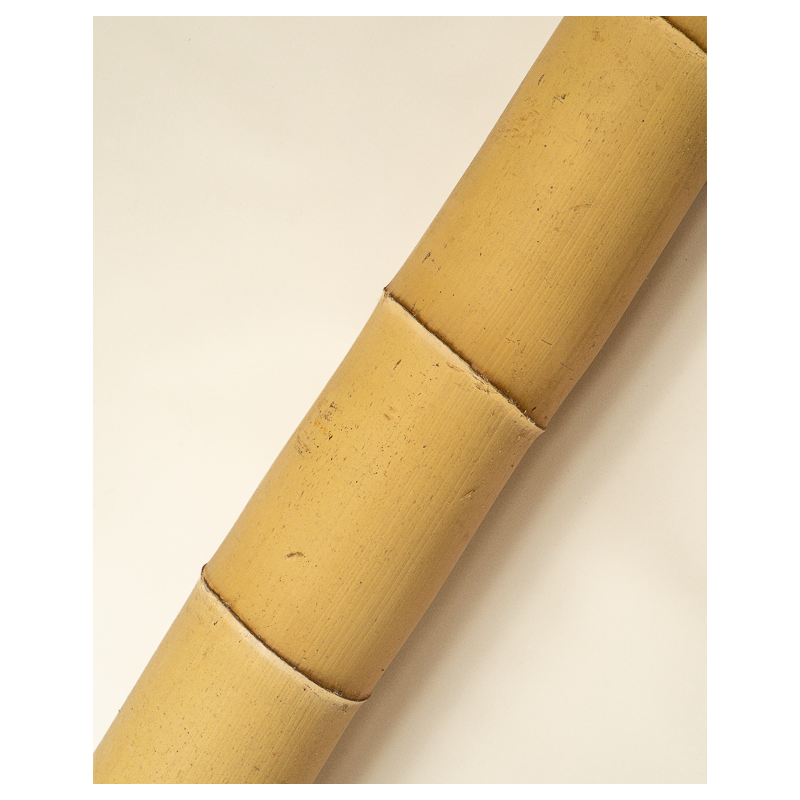 Big Natural Bamboo 590cm