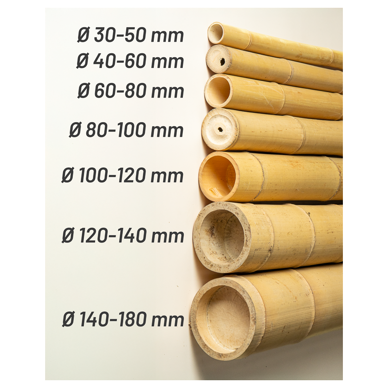 Big Natural Bamboo 590cm