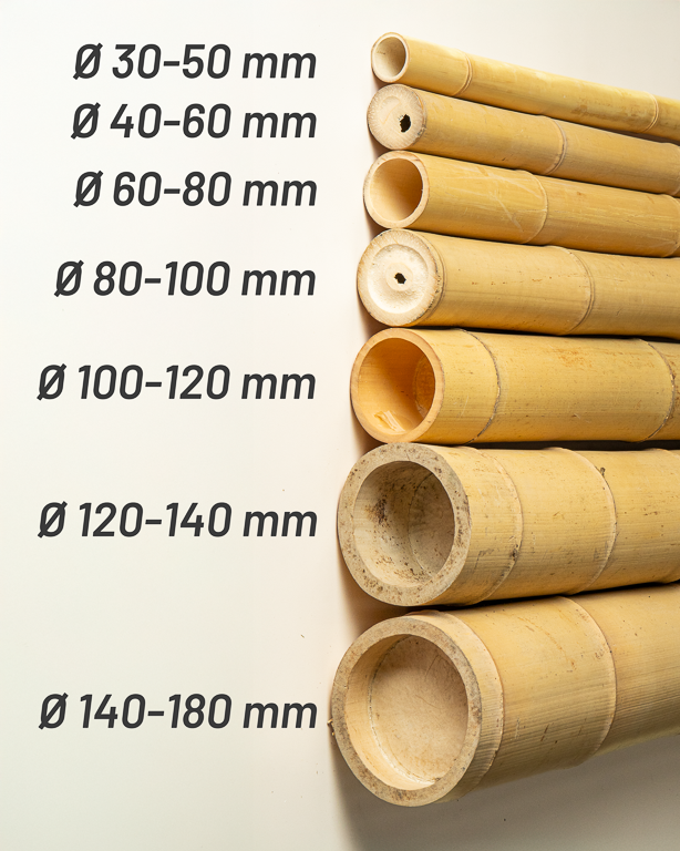 Bambou Gros Diamètre 590cm