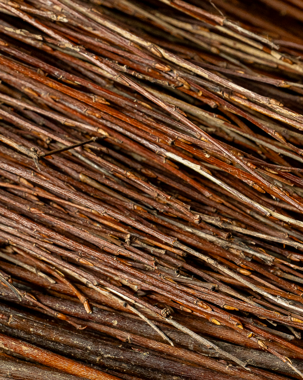 Amber Raw Willow – Alba Vitelina | Maison Douineau
