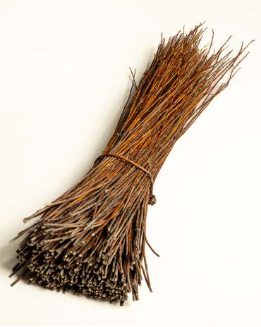 Amber Raw Willow – Alba Vitelina | Maison Douineau