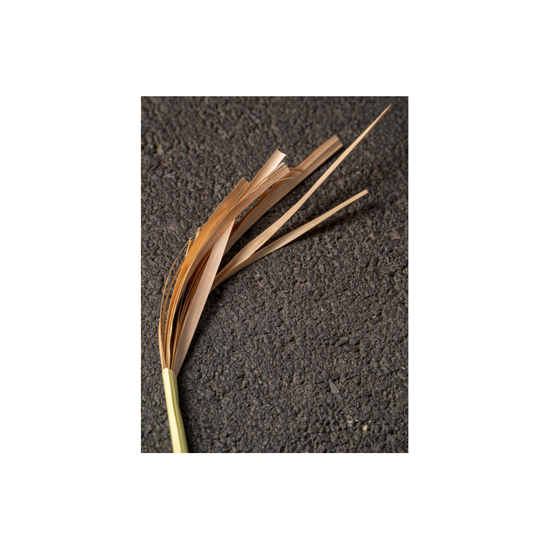 Paille de seigle antiquaire aplanie
