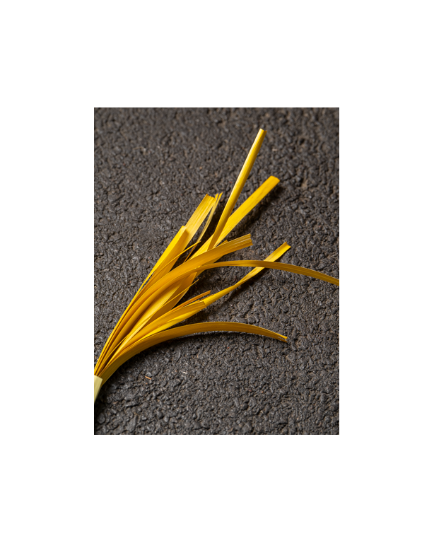 Yellow flaten Rye straw