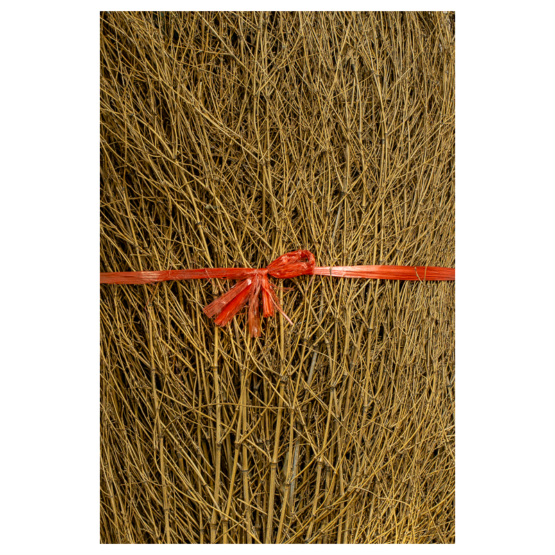 Thicket Bamboo 