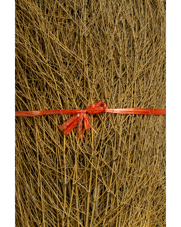 Thicket Bamboo 