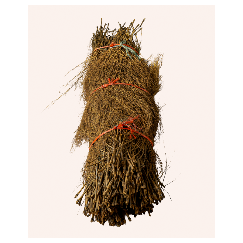 Thicket Bamboo 