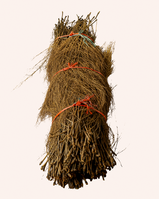 Thicket Bamboo 
