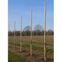 Arboriculture & Nurseries