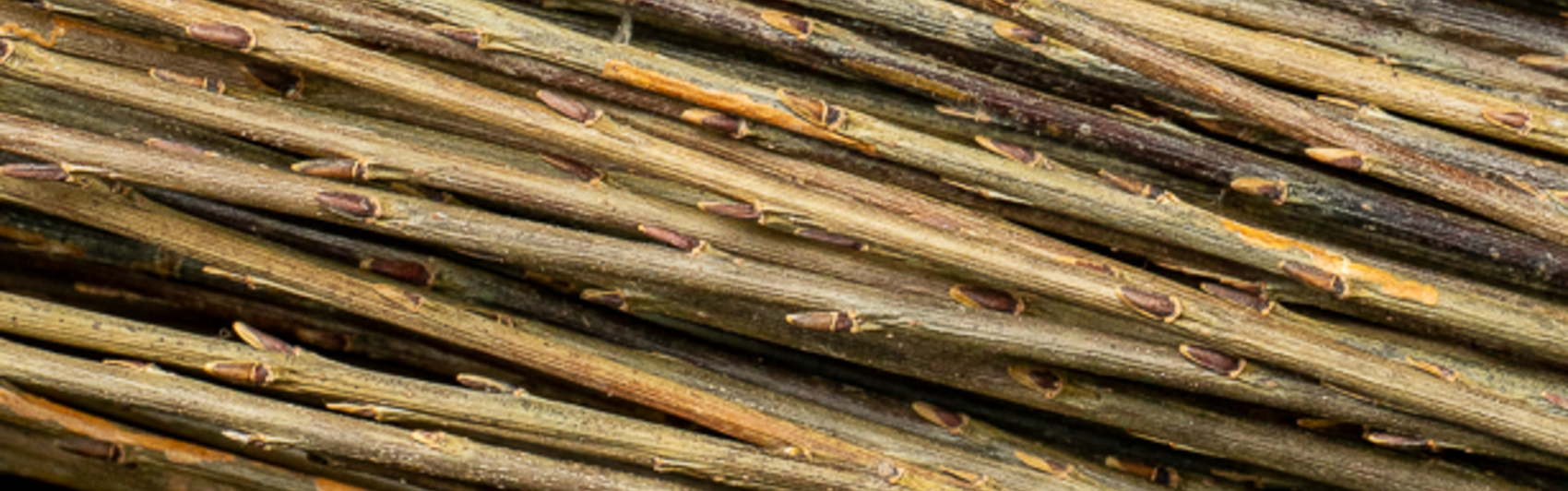 Willow for Basketry – Raw, White, Buff | Maison Douineau